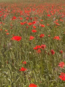 Mohn